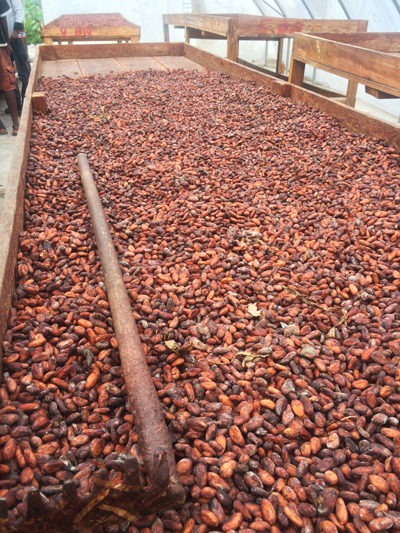 cooperative-cacao-haiti
