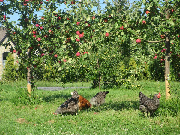 verger pomme poule